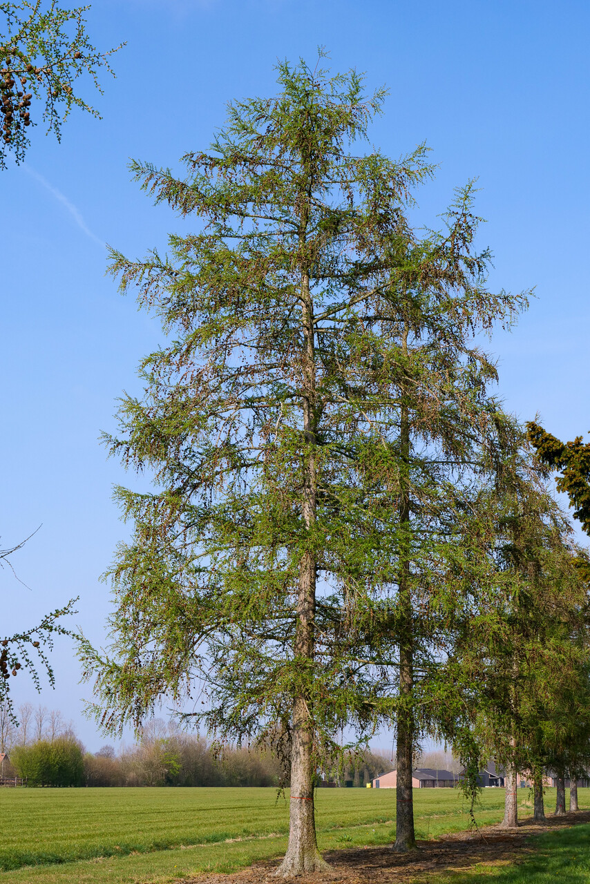 Larix kaempferi | Japanese larch - Van den Berk Nurseries